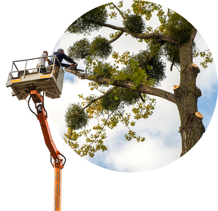 Wichitatreeexpert