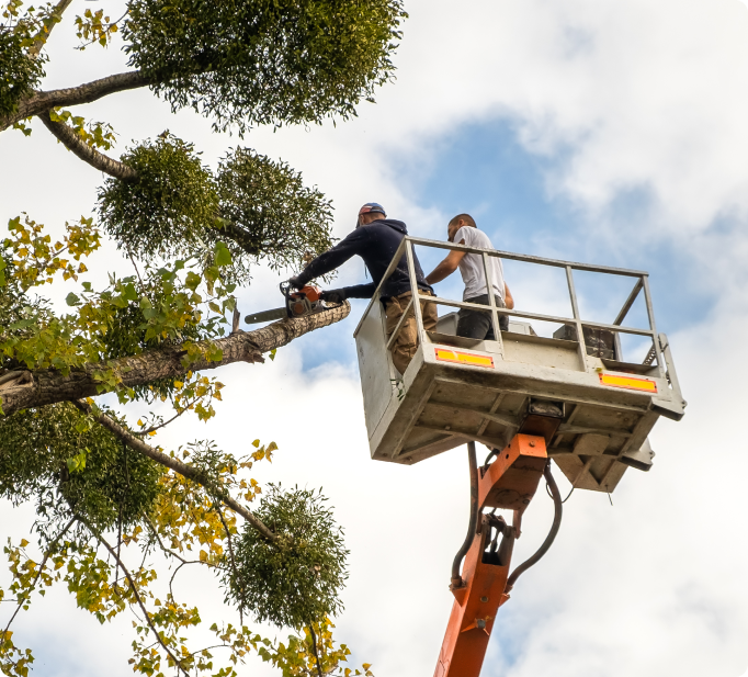 Wichitatreeexpert